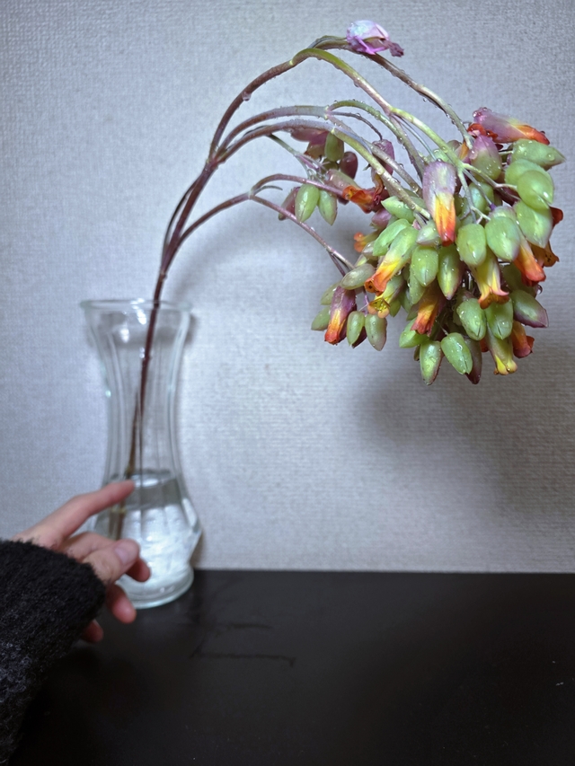 SHINYA(ｼﾝﾔ) そっと守ってくれる花🌼*･