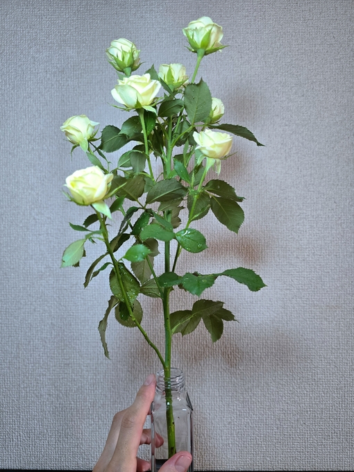 SHINYA(ｼﾝﾔ) 感謝の気持ち🥀