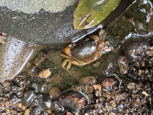 RYOUSUKE(ﾘｮｳｽｹ) 幼少期