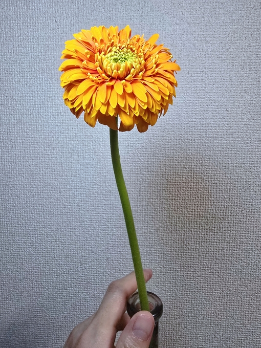 SHINYA(ｼﾝﾔ) 前を向く強さ🌼