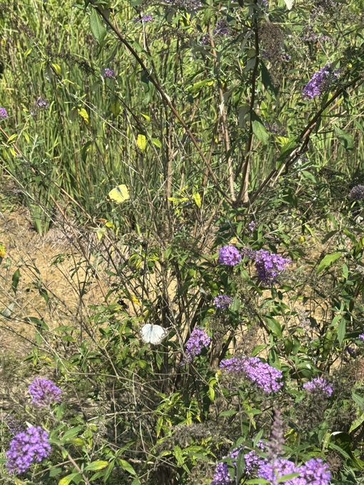 RYOUSUKE(ﾘｮｳｽｹ) 蝶々のパレード