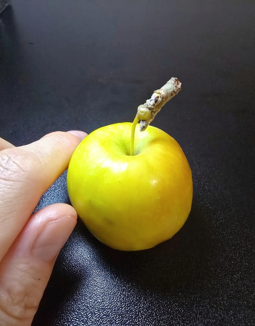 SHINYA(ｼﾝﾔ) アダムとイブ📖