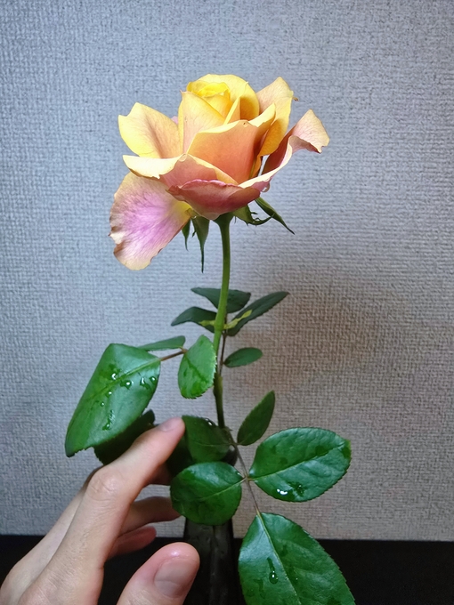 SHINYA(ｼﾝﾔ) 愛と平和のバラ🥀