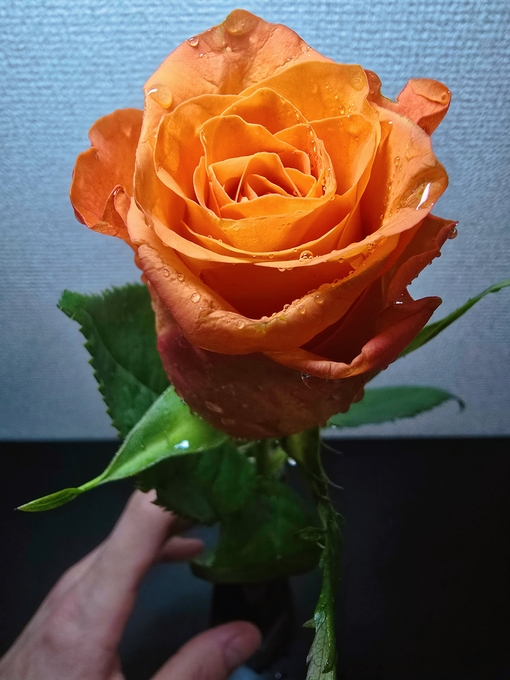 SHINYA(ｼﾝﾔ) 小さな無邪気🥀