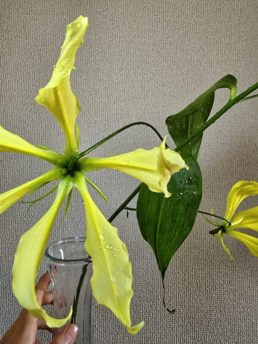 SHINYA(ｼﾝﾔ) 華麗にみえる心の奥🖤