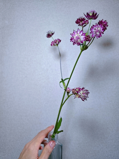 SHINYA(ｼﾝﾔ) 星に願う夜🌙*ﾟ