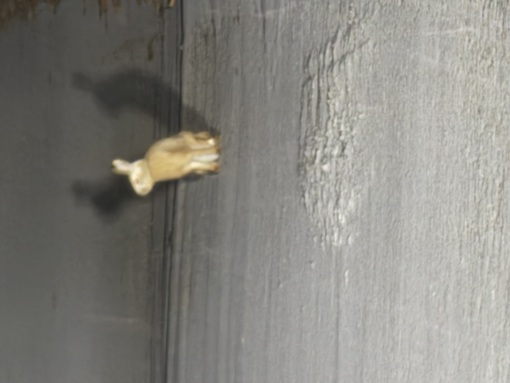 RYOUSUKE(ﾘｮｳｽｹ) 野うさぎに通せん坊🥰