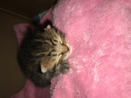 RYOUSUKE(ﾘｮｳｽｹ) こねこちゃん