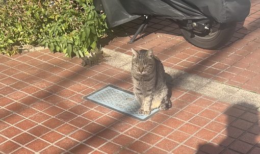 HULK(ﾊﾙｸ) 猫🧞‍♂️