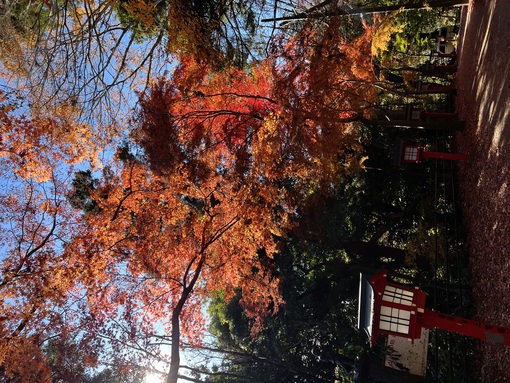 IO(ｲｵ) 12月後半🈳スケジュール