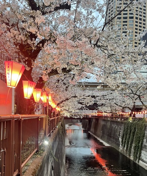 UMI(ｳﾐ) 桜まつり