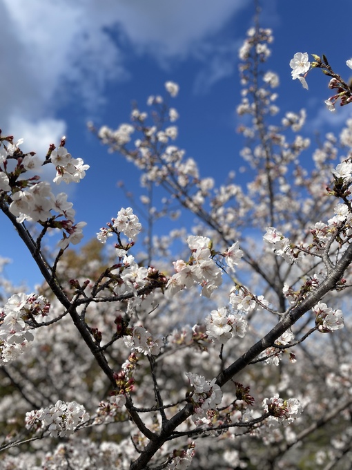 UMI(ｳﾐ) 大阪城