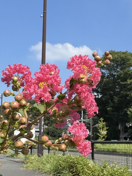 RYOUSUKE(ﾘｮｳｽｹ) 花に見惚れて…
