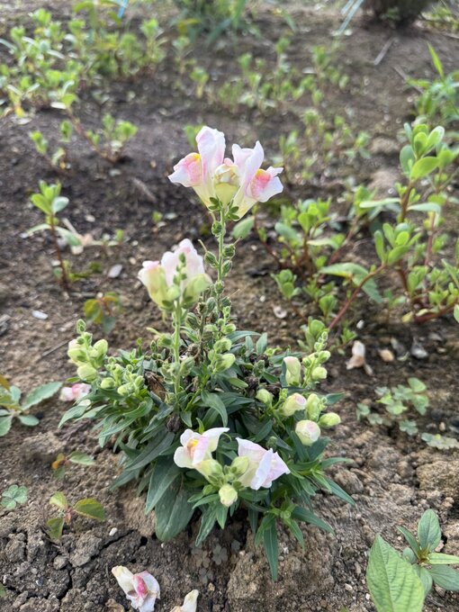 RYOUSUKE(ﾘｮｳｽｹ) 金魚草🐟